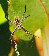 Argiope trifasciata image