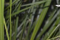 Argiope argentata image