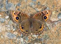 Junonia evarete image