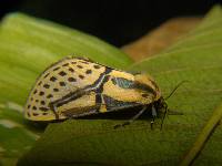 Diphthera festiva image