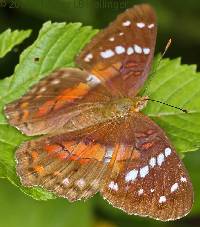 Anartia amathea image