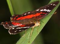 Anartia amathea image