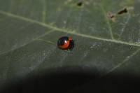 Plagiometriona coccinelloides image