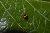 Plagiometriona coccinelloides image