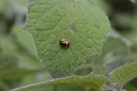 Plagiometriona coccinelloides image