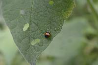 Plagiometriona coccinelloides image