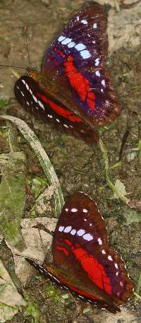 Anartia amathea image