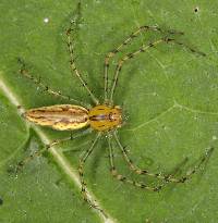 Peucetia rubrolineata image