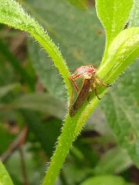 Umbonia spinosa image