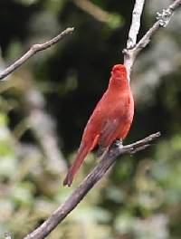 Piranga rubra image