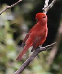 Piranga rubra image