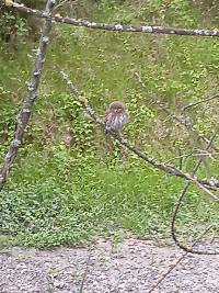 Glaucidium peruanum image