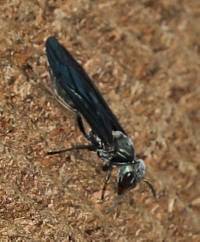 Synoeca septentrionalis image