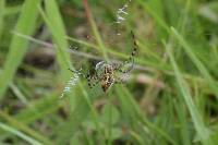 Argiope trifasciata image