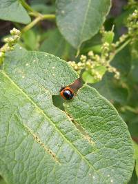 Plagiometriona coccinelloides image