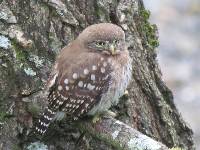 Glaucidium peruanum image