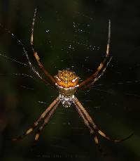 Argiope argentata image