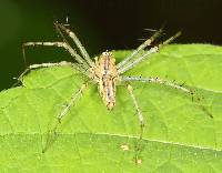 Peucetia rubrolineata image