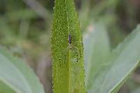 Peucetia rubrolineata image