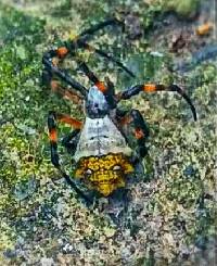 Argiope argentata image