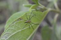 Peucetia rubrolineata image