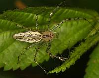 Peucetia rubrolineata image