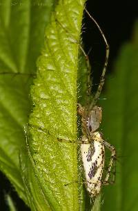 Peucetia rubrolineata image