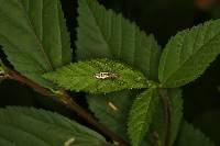 Peucetia rubrolineata image