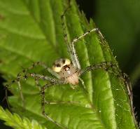 Peucetia rubrolineata image