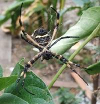 Argiope argentata image