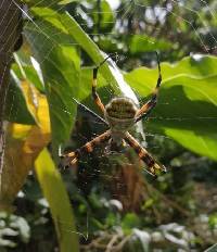 Argiope argentata image