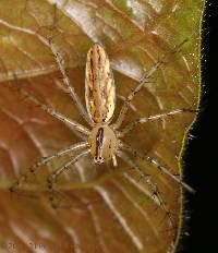 Peucetia rubrolineata image