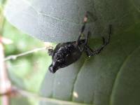 Witica cayanus image