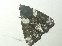 Cropia cedica image