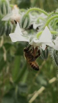 Apis mellifera image