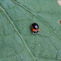 Plagiometriona coccinelloides image