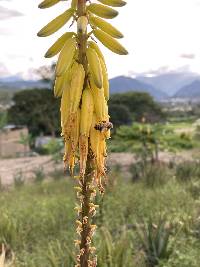 Apis mellifera image