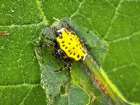 Gasteracantha cancriformis image