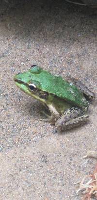 Lithobates bwana image