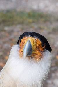 Caracara plancus image