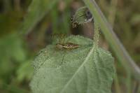 Peucetia rubrolineata image