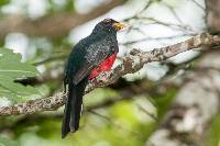 Trogon melanurus image