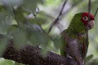 Aratinga erythrogenys image