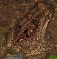 Rhinella horribilis image