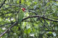 Aratinga erythrogenys image