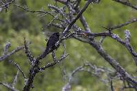 Crotophaga sulcirostris image