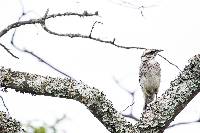 Mimus longicaudatus image