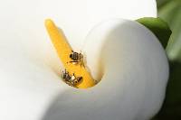 Apis mellifera image