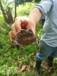 Rhinella horribilis image