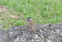 Zonotrichia capensis image